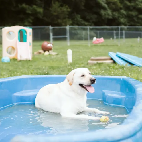 The Pet Spa & Resort Dog in Pool
